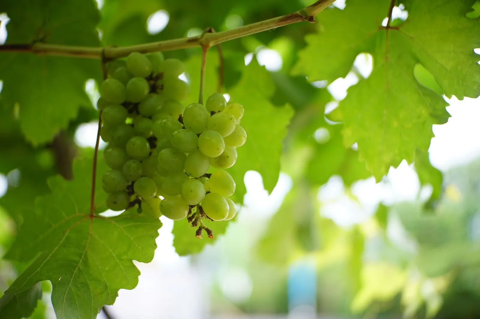 Grappes de raisin sur la vigne